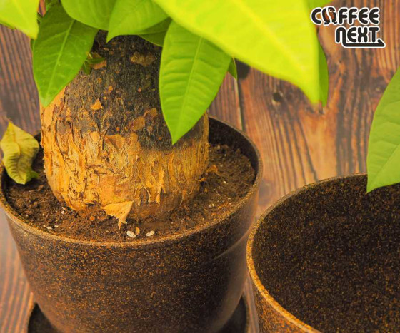  Coffee NEXT咖啡渣升級種植盆 (家庭套裝組)4