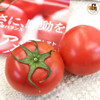 Amela 蕃茄禮盒 4